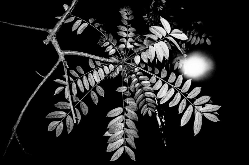 eric kim photography-0008597 nature abstract