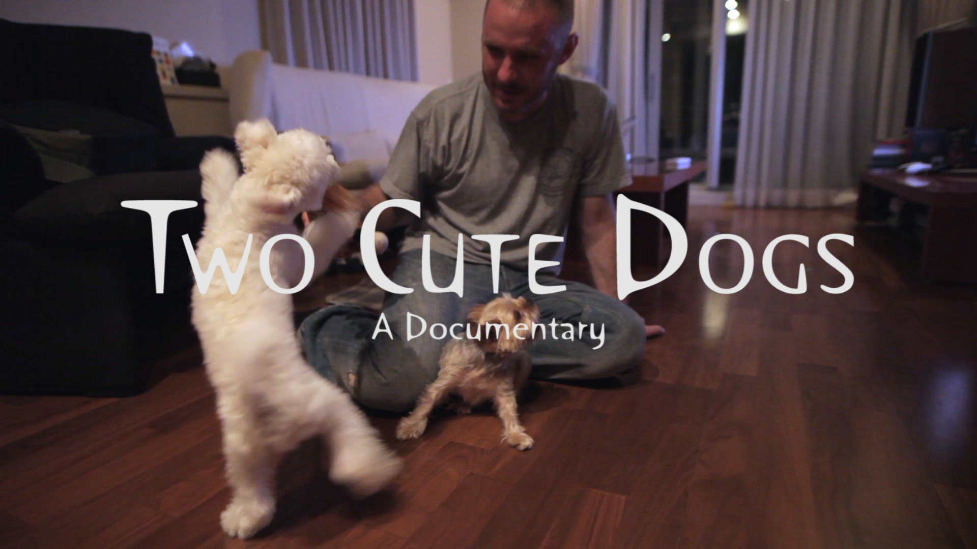 Two Cute Dogs – A Documentary