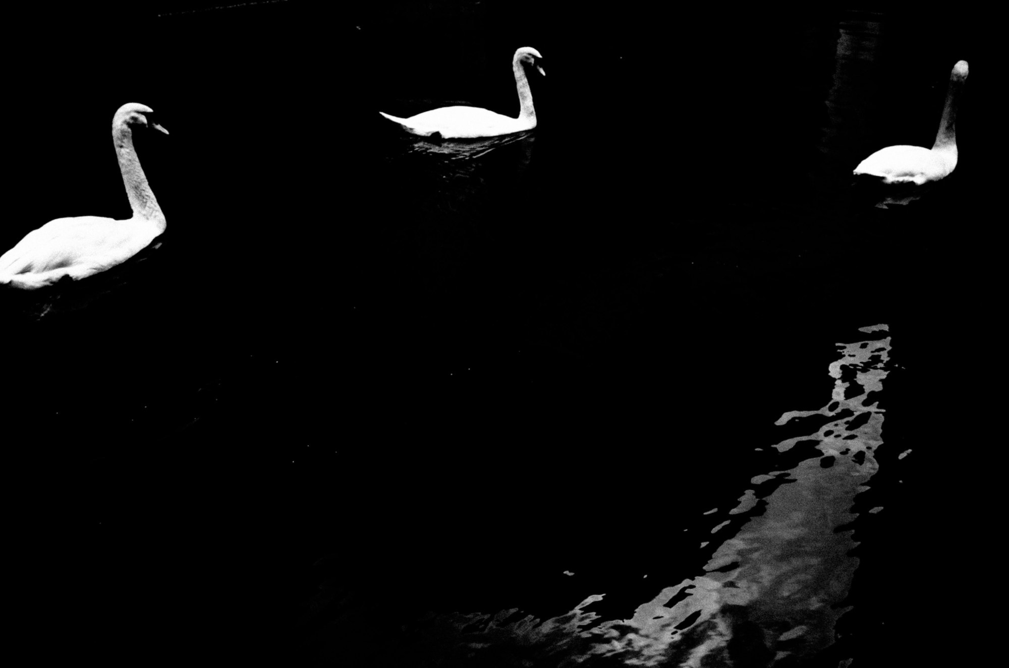 Eric kim photography Kyoto black and white zen swan