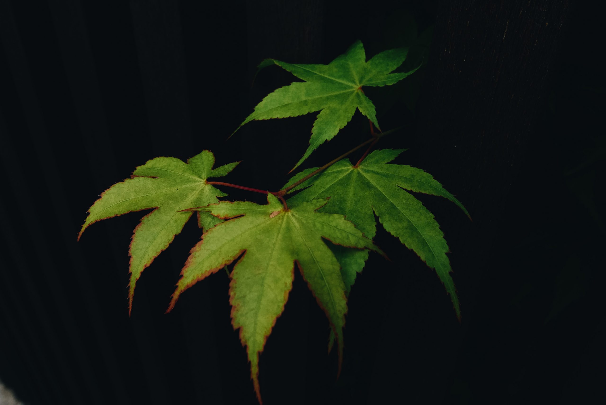 Green leaves and black background. Kyoto, 2018