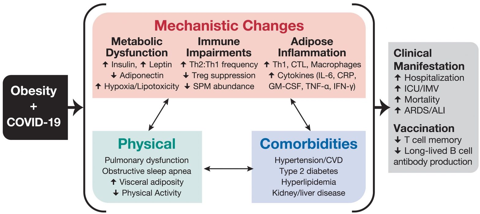 Obesity and covid 19