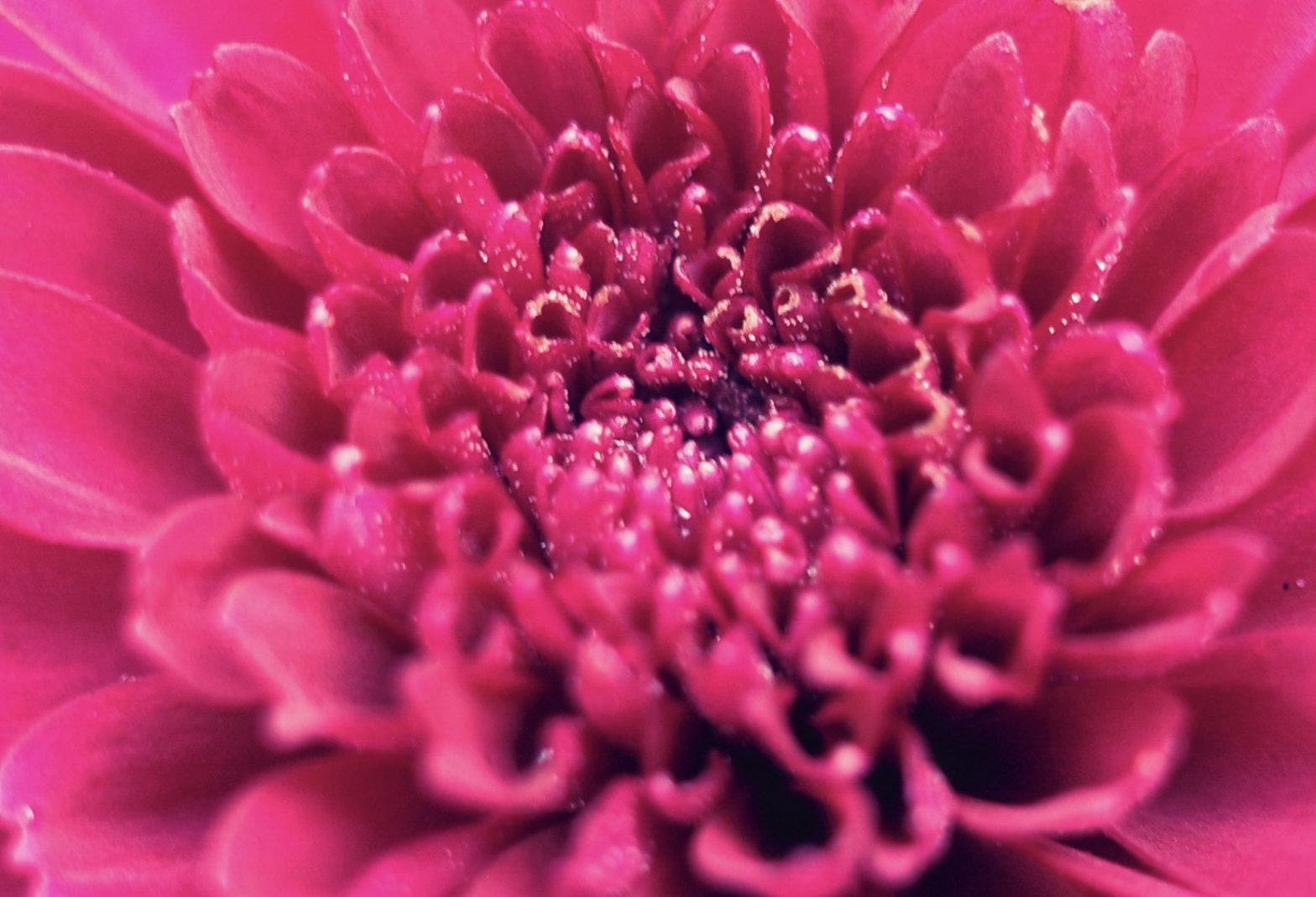 flower macro closeup