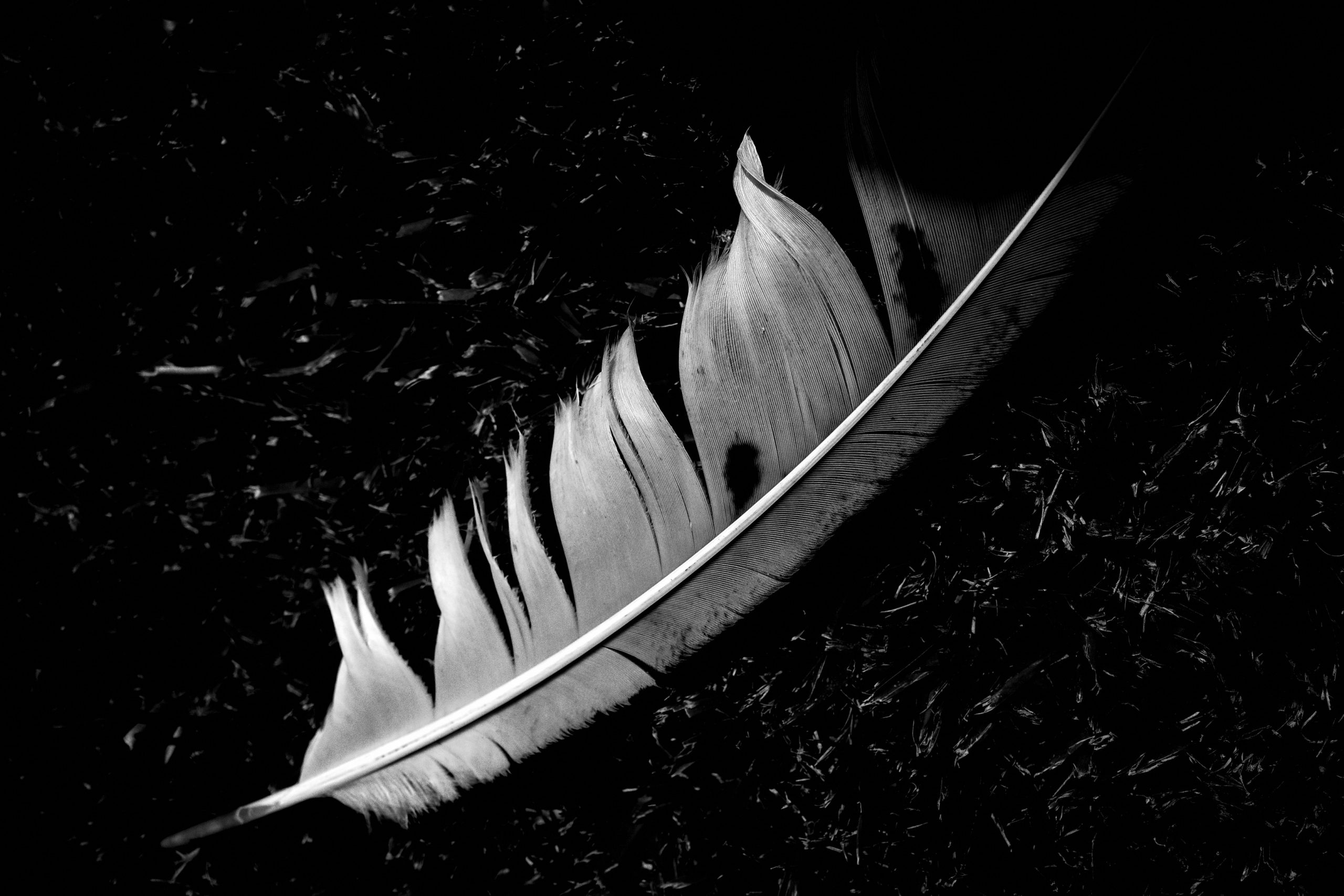 feather macro