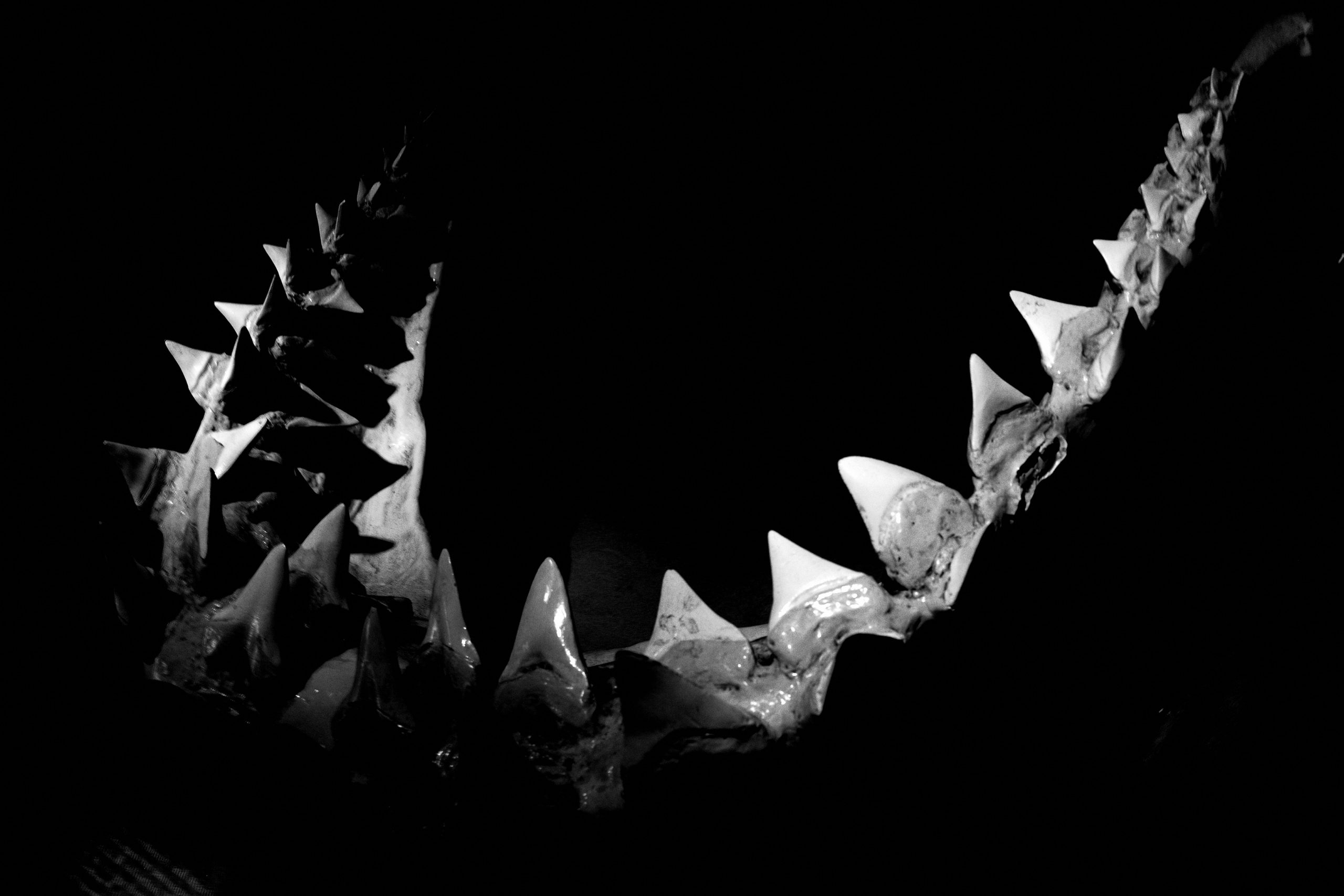 jaws teeth shark