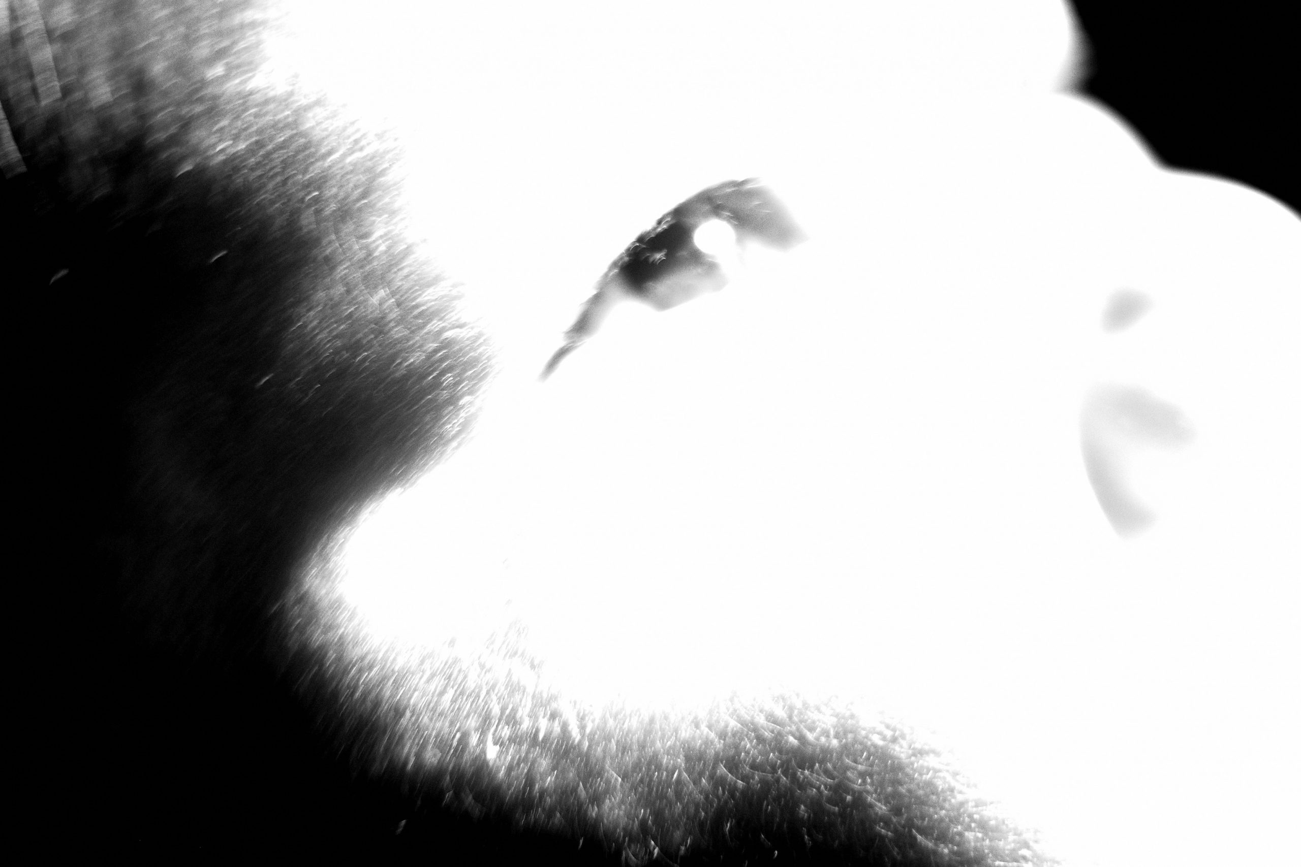 seneca eye high key abstract blur